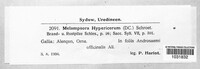Melampsora hypericorum image